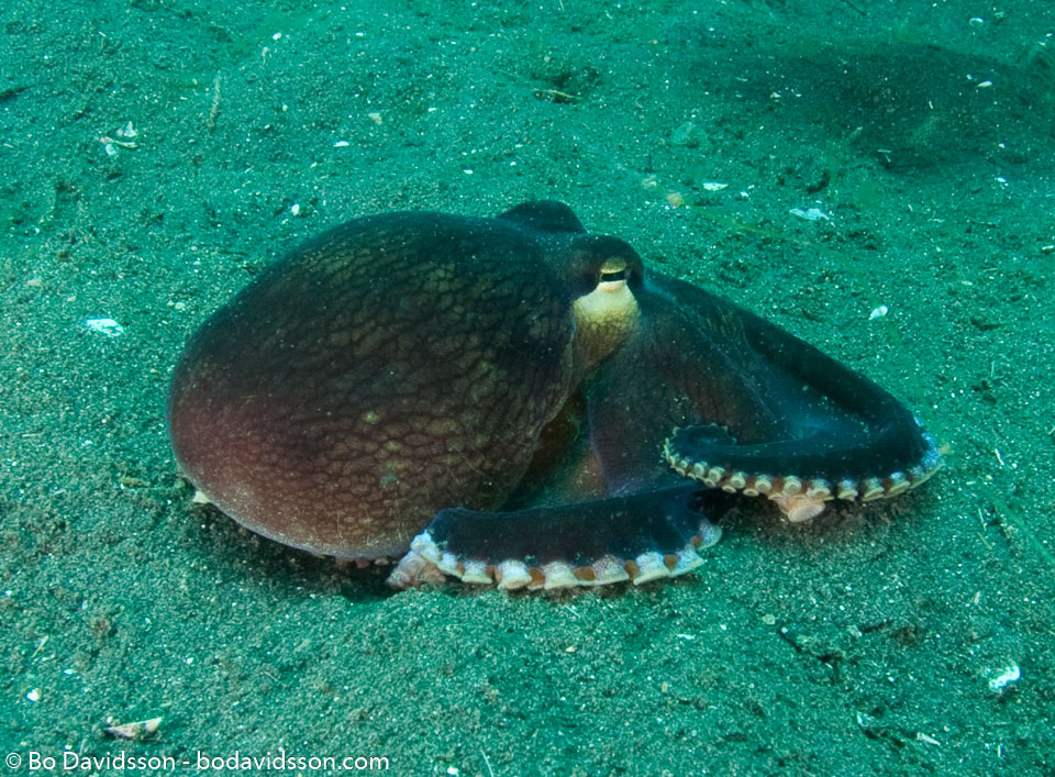 BD-090928-Lembeh-9284797-Amphioctopus-marginatus-(Iw-Takia-1964)-[Coconut-octopus].jpg
